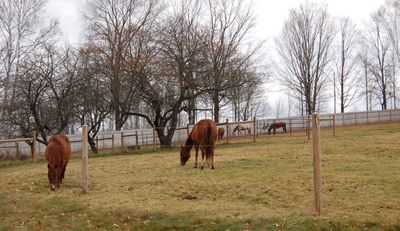 Horses grazing Nov 17 Horses grazing Nov 17