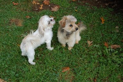 Irene with Fuzzy ear 4