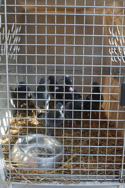 Pigeons in crate Pigeons in crate