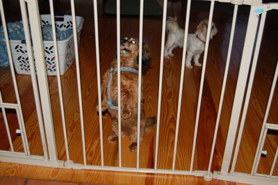 Sophie behind gate Sophie behind gate