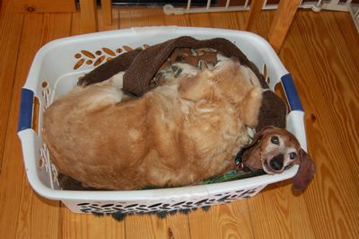 Dexter under Goldie 2 Dexter under Goldie 2