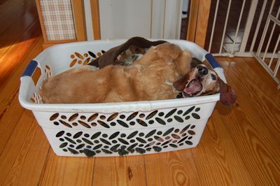 Dexter under Goldie 3 Dexter under Goldie 3