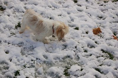 Irene snowcone 1 Irene snowcone 1