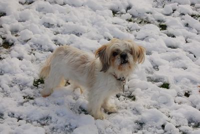 Irene snowcone 2 Irene snowcone 2