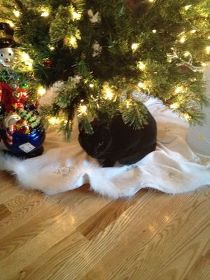 Mink under Xmas tree