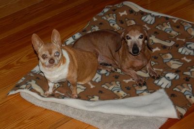 Wilbur with Dexter Wilbur with Dexter