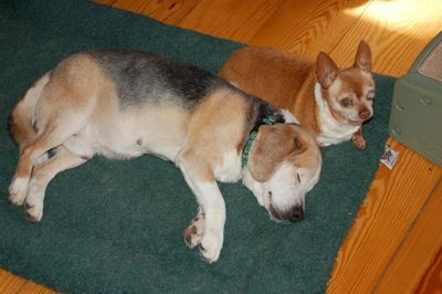 Wilbur with Avery Wilbur with Avery