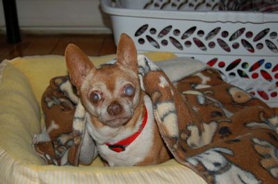 Wilbur in bed Wilbur in bed