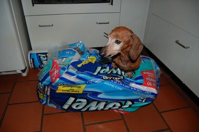 Dexter with towels 1