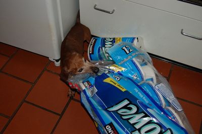 Dexter with towels 2