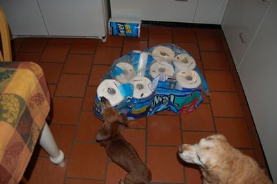 Dexter with towels 5