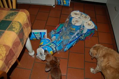 Dexter with towels 8