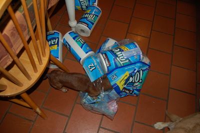 Dexter with towels 10