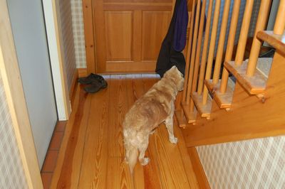 Goldie with nose in pocket Goldie with nose in pocket