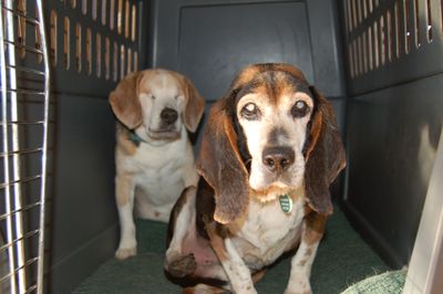 Willie and Avery in crate Willie and Avery in crate