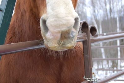Bill's mustache Bill's mustache