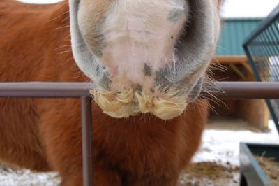 Bob's mustache Bob's mustache