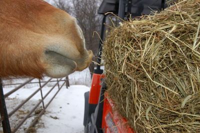 Bill reaching for hay Bill reaching for hay