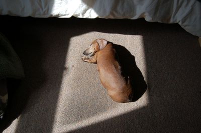 Dexter in sunshine Dexter in sunshine