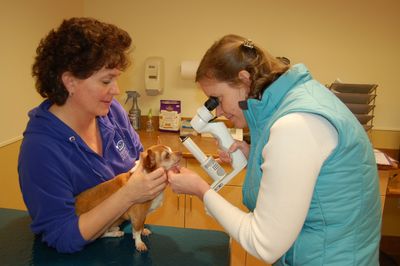 Wilbur with Dr Hoy 1