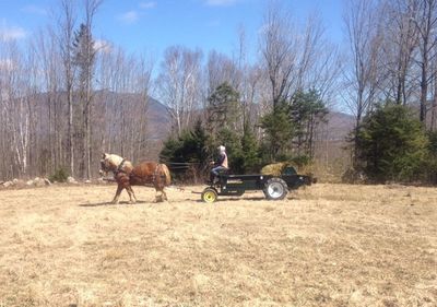 Kate spreading manure April 6