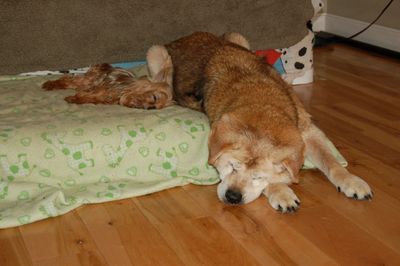 Penny with Madison in dog room