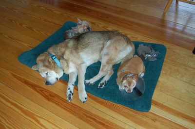 Penny with Madison and Wilbur on bed