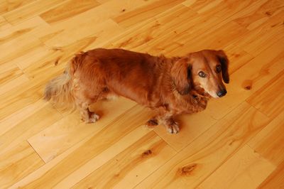 Max looking at camera Max looking at camera