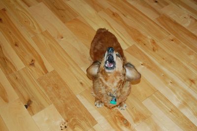 Max howling for camera Max howling for camera