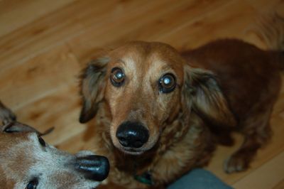 Max with Dexter Max with Dexter