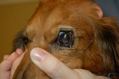 Max with eye frame Max with eye frame