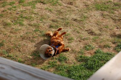 Max rolling with cone