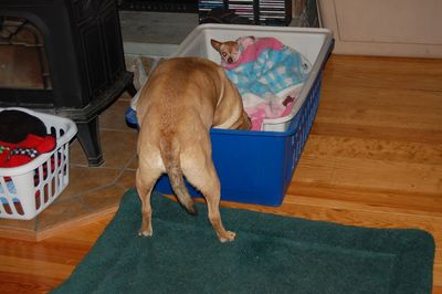 Holly stealing 2 Holly stealing 2