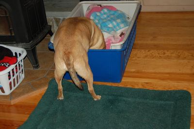 Holly stealing 1 Holly stealing 1