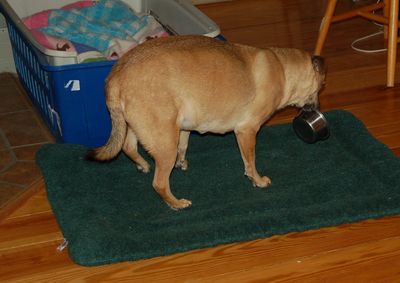 Holly stealing 3 Holly stealing 3