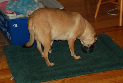 Holly stealing 4 Holly stealing 4