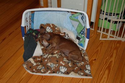 Dexter in basket bed