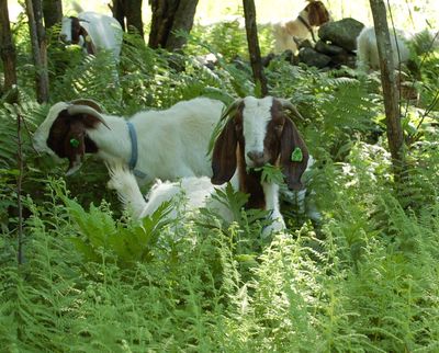 Sage with fern in mouth