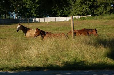 Bridger and girls resting