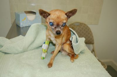 Pip at emergency clinic Pip at emergency clinic