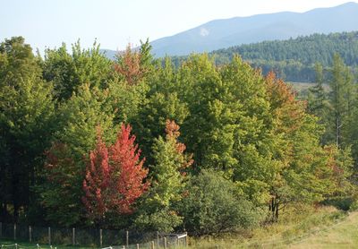 Trees turning early 1