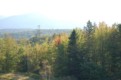 Trees turning early 3