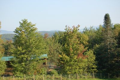 Trees turning early 2