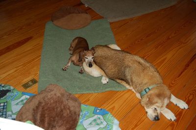 Dexter with Madison 2 Dexter with Madison 2