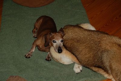 Dexter with Madison Dexter with Madison