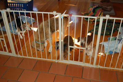 Dogs at gate 2