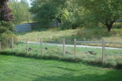 Turkeys at home 1