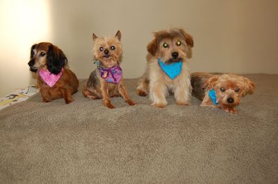 Sophie and crew 3 Sophie and crew 3