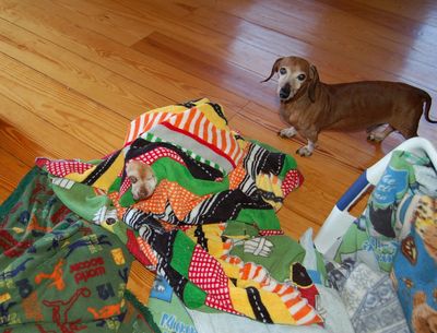 Wilbur in blanket with hole Wilbur in blanket with hole