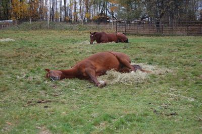 Rosie sleeping on hay
